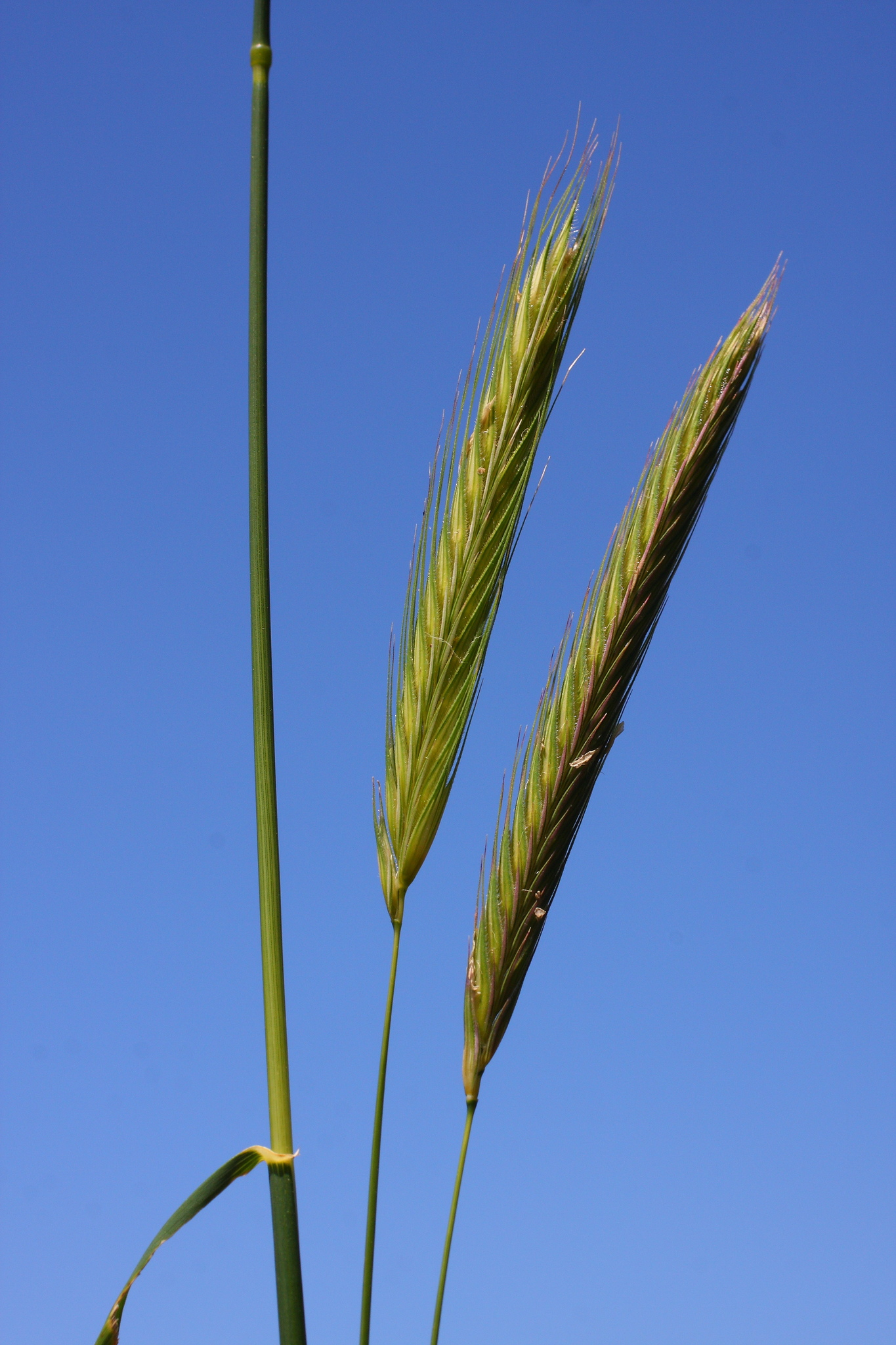 Secale strictum