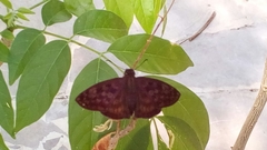 Anastrus sempiternus sempiternus