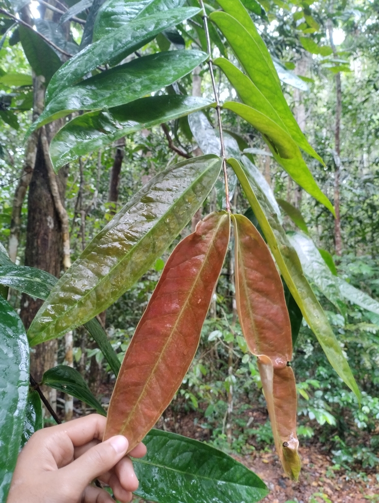 Crypteronia griffithii