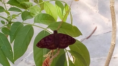 Anastrus sempiternus sempiternus