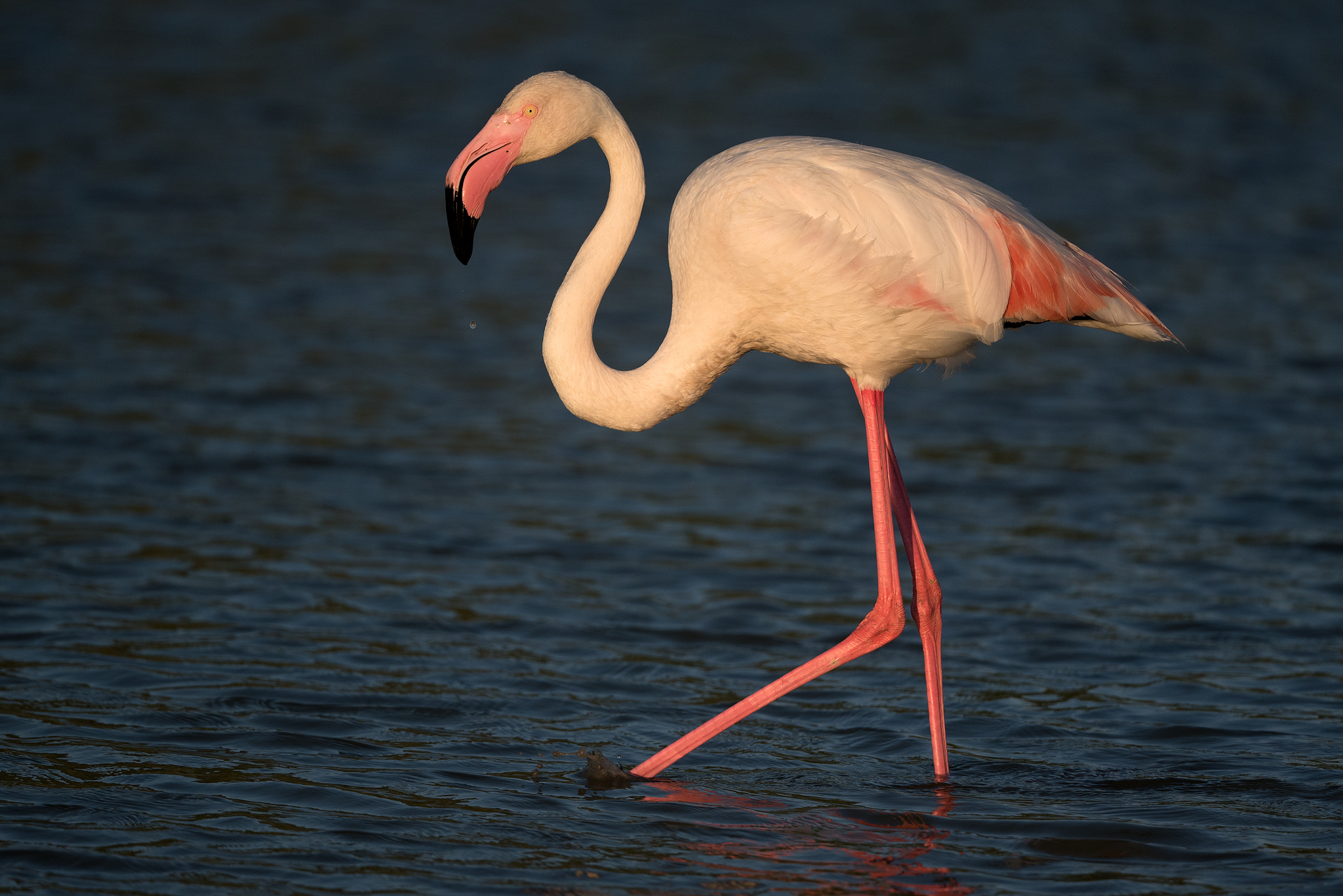 Greater flamingo - Wikipedia