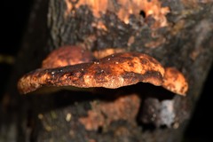 Polyporus hypomelanus