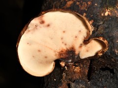 Polyporus hypomelanus