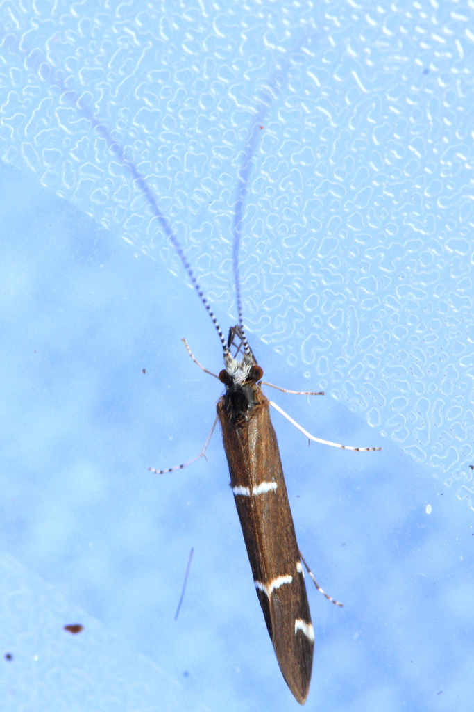 Athripsodes albifrons from 54 Badem, Germany on July 23, 2017 at 12:56 ...