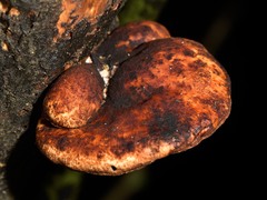 Polyporus hypomelanus
