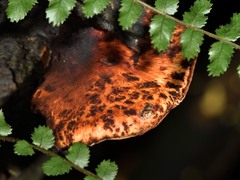 Polyporus hypomelanus