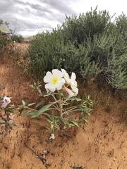 Oenothera deltoides