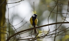 Parus major