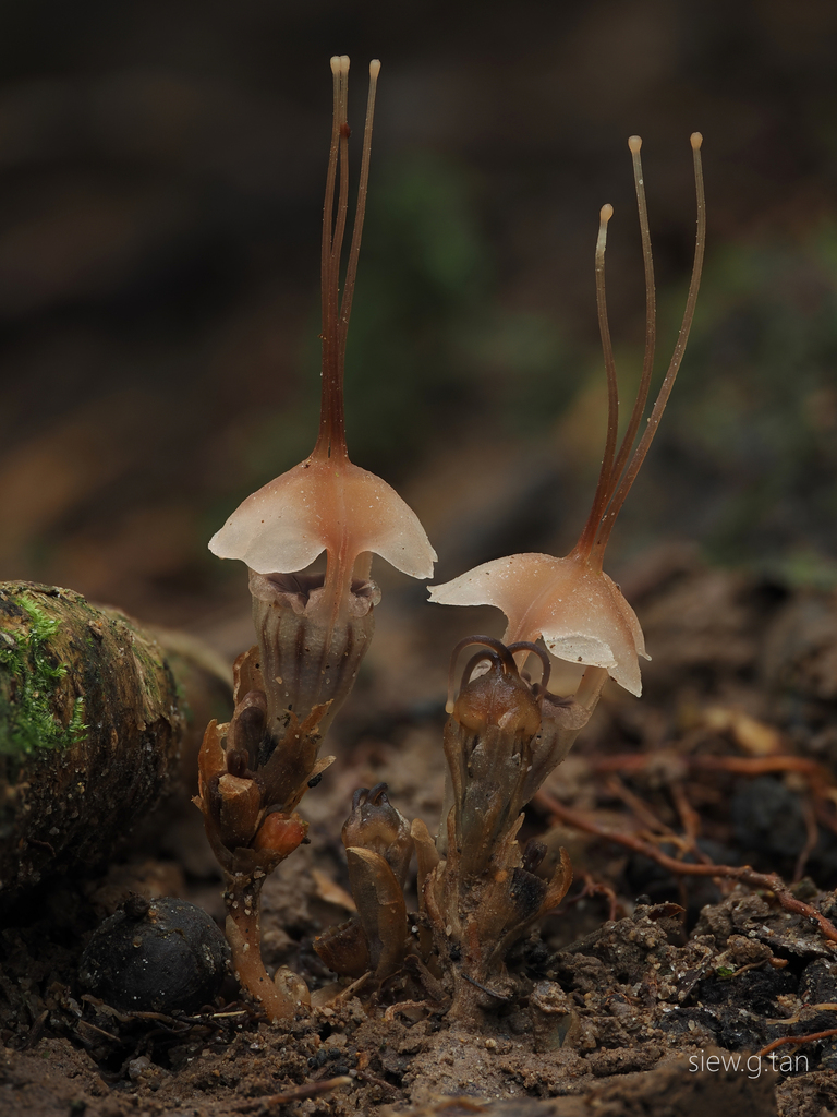 Thismia selangorensis