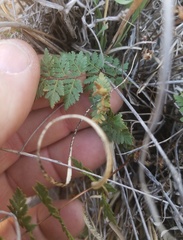 Myriopteris wrightii