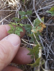 Myriopteris wrightii