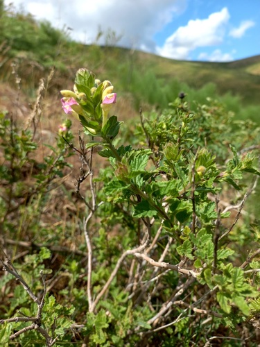 Scutellaria adsurgens