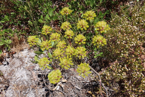 Image of Wild Aniseroot by (c) Diana Studer, some rights reserved (CC BY)