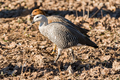 Chloephaga rubidiceps