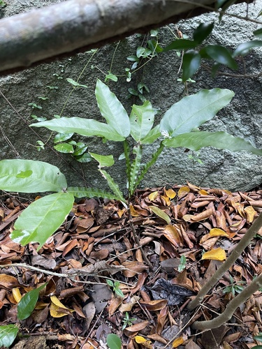 Melicoccus bijugatus