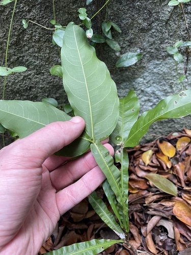 Melicoccus bijugatus
