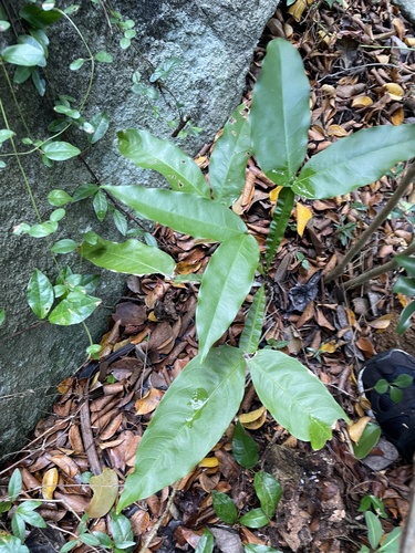 Melicoccus bijugatus