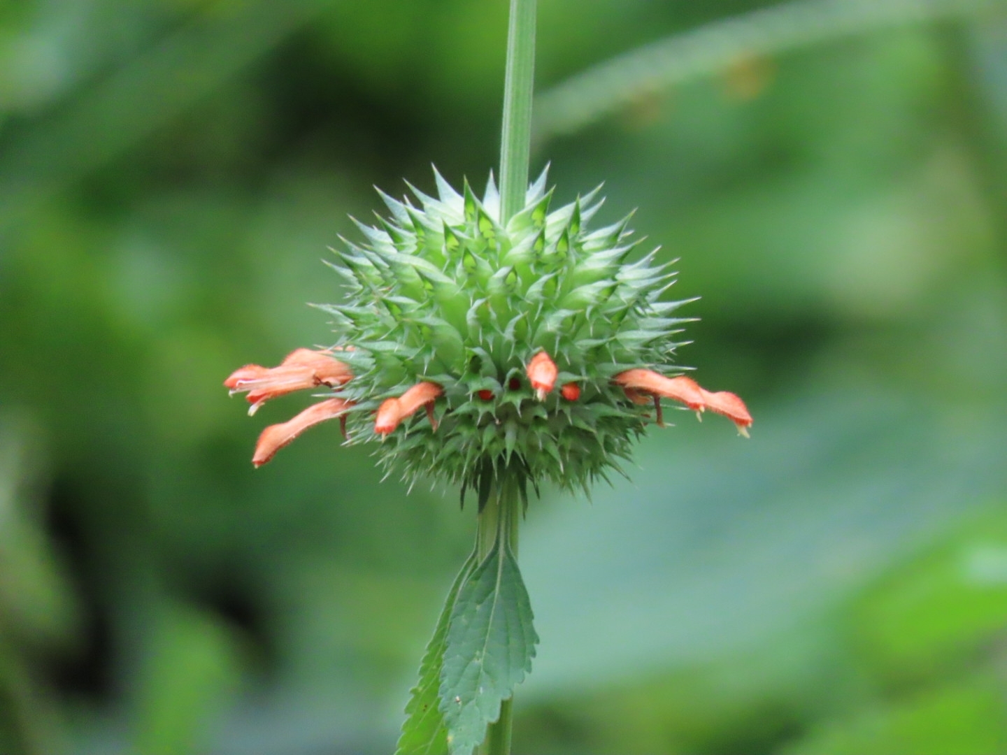 Leonotis nepetifolia