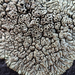 Lobothallia alphoplaca - Photo (c) aarongunnar,  זכויות יוצרים חלקיות (CC BY), הועלה על ידי aarongunnar