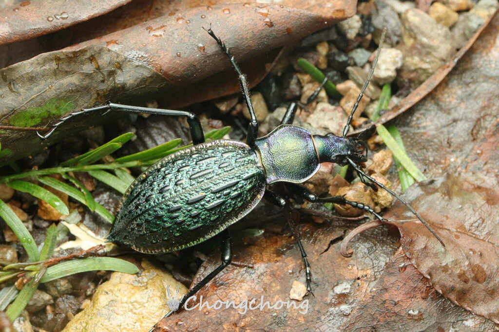 Carabus lafossei from 中国浙江省台州市天台县 on July 31, 2023 at 1036 PM by 虫虫