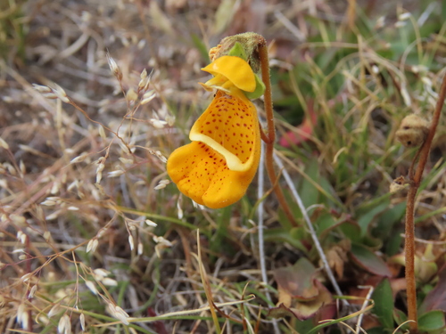 Darwin's Slipper (Calceolaria uniflora)