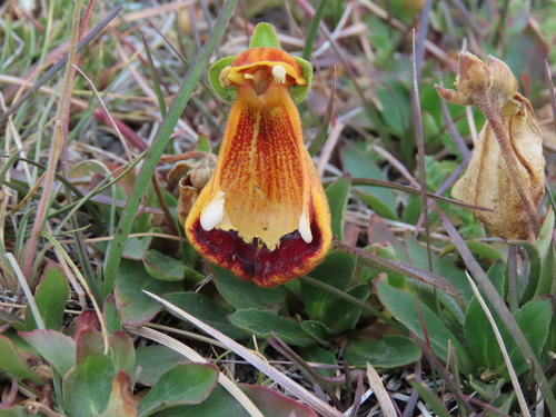 Image of Calceolaria uniflora by (c) Nicolas Olejnik, some rights reserved (CC BY)