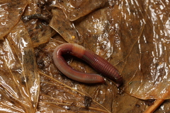 Lumbricus rubellus