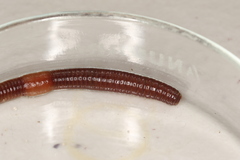 Lumbricus rubellus