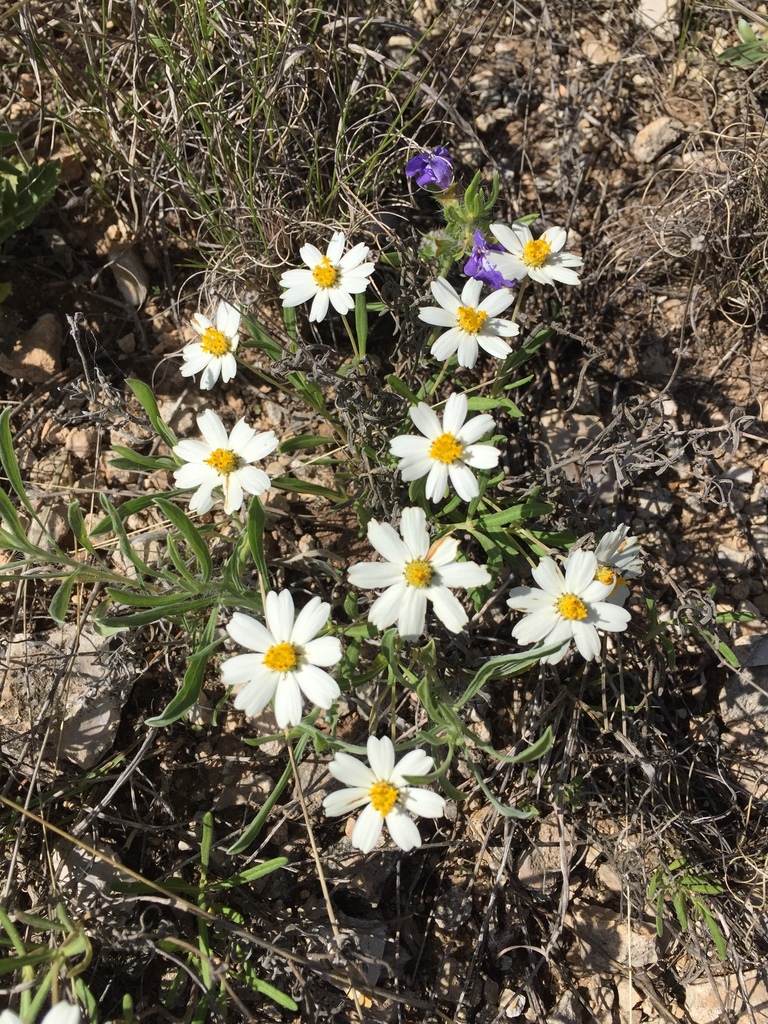 blackfoot daisy from 76522, Copperas Cove, TX, US on April 12, 2019 at 0357 PM by muddle