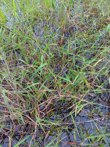 Foto de Capim-arroz