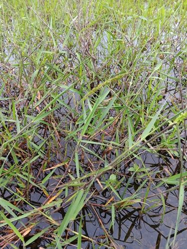 Foto de Capim-arroz