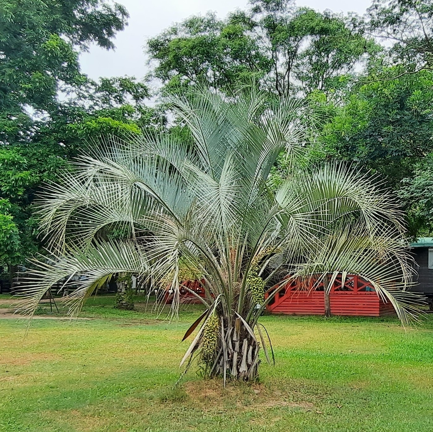 Imagem de Butiá