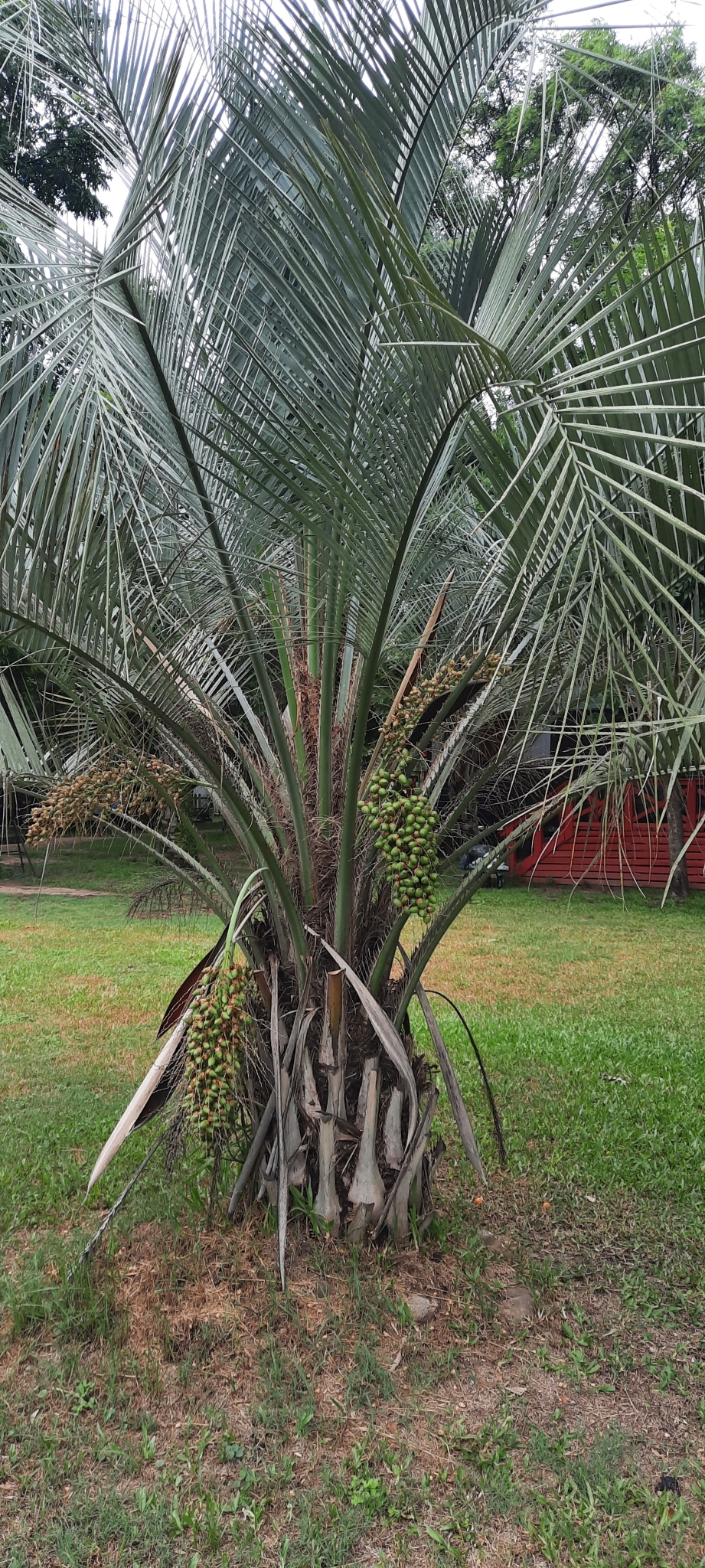 Imagem de Butiá