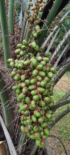 Foto de Butiá