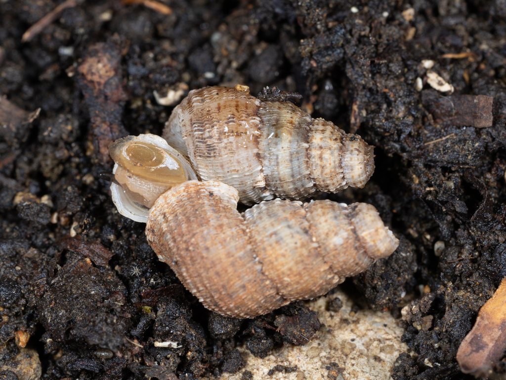Parachondria santacruzensis
