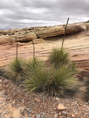 Yucca utahensis