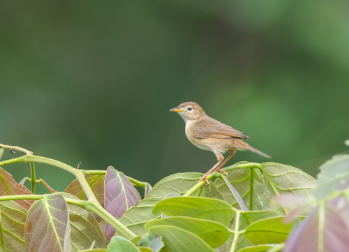 Siffling Cisticola
