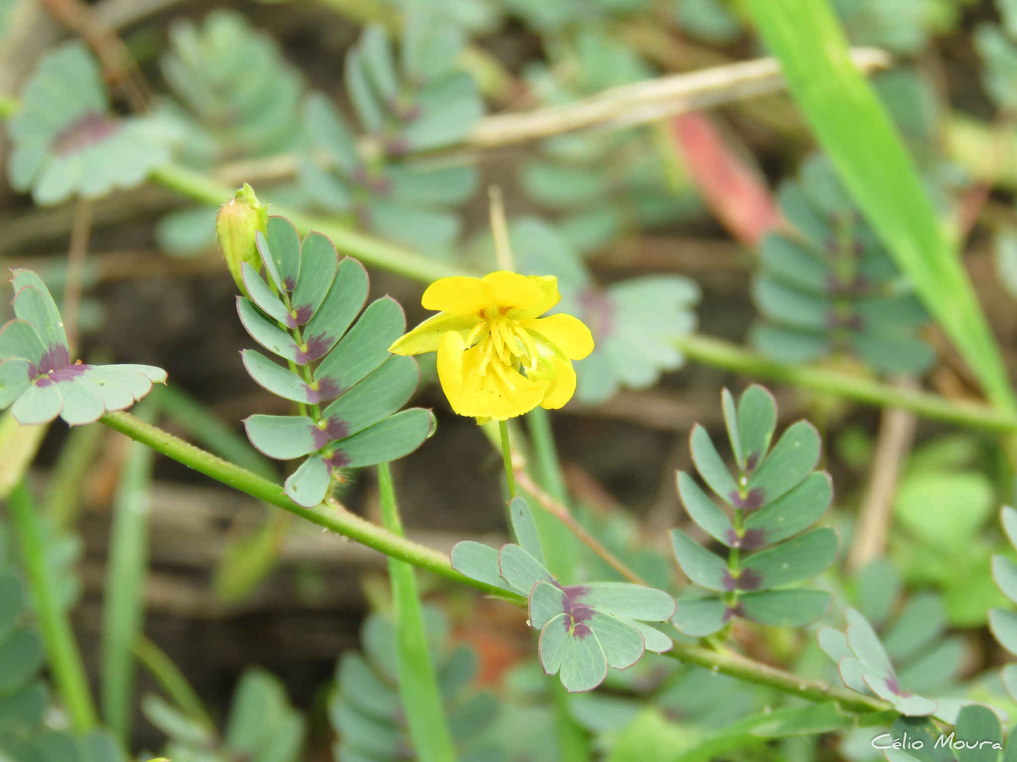 Chamaecrista serpens var. serpens