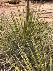 Yucca utahensis