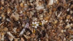 Nemacladus breviflorus
