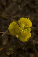 Calochortus luteus