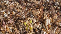 Nemacladus breviflorus