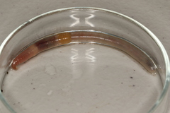 Dendrodrilus rubidus