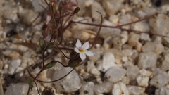 Nemacladus breviflorus