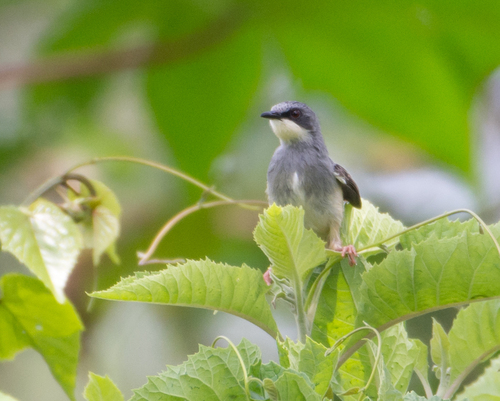 White-chinned Prinia