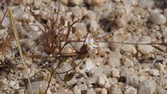 Nemacladus breviflorus