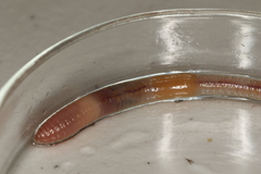 Dendrodrilus rubidus