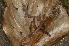 Dendrodrilus rubidus