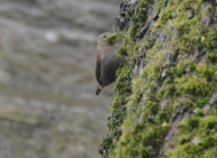 Troglodytes troglodytes