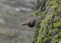 Troglodytes troglodytes
